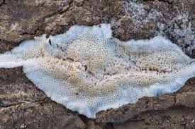 Attēlu rezultāti vaicājumam “Oxyporus”