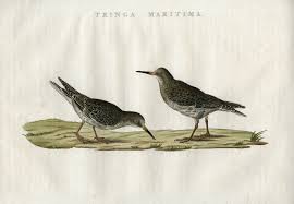 Attēlu rezultāti vaicājumam “Calidris maritima adult”