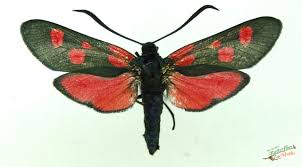 Attēlu rezultāti vaicājumam “Zygaena lonicerae”