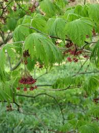 Attēlu rezultāti vaicājumam “Juglans cinerea flower”