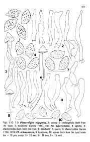 Attēlu rezultāti vaicājumam “Amaurochaete sp.”