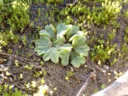 Attēlu rezultāti vaicājumam “Riccia sorocarpa macro”