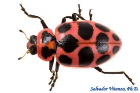 Attēlu rezultāti vaicājumam “Coccinellidae”