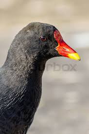 Attēlu rezultāti vaicājumam “Gallinula chloropus juvenile”