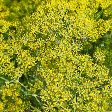 Attēlu rezultāti vaicājumam “Anethum graveolens flower”