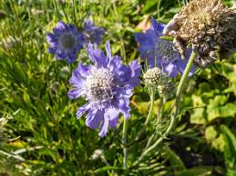 Image result for scabiosa caucasica