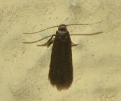 Attēlu rezultāti vaicājumam “Tischeriidae”