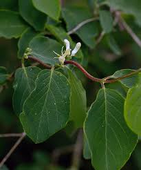 Attēlu rezultāti vaicājumam “Lonicera xylosteum leaf”