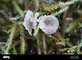 Attēlu rezultāti vaicājumam “Arrhenia retiruga”