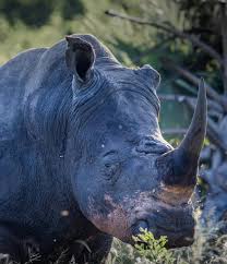 Image result for Rhyl Rhinos