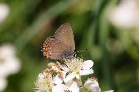 Attēlu rezultāti vaicājumam “Satyrium ilicis”