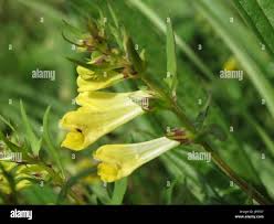 Attēlu rezultāti vaicājumam “Melampyrum pratense leaf”