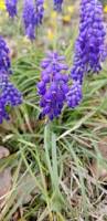 Attēlu rezultāti vaicājumam “Muscari botryoides flower”
