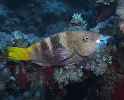 Image result for Scarus ferrugineus