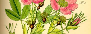 Image result for Rosengewächse