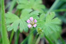Attēlu rezultāti vaicājumam “Geranium pusillum leaf”