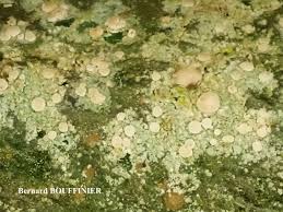 Attēlu rezultāti vaicājumam “Fellhanera subtilis”