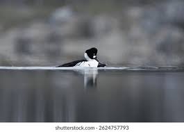 Attēlu rezultāti vaicājumam “Bucephala clangula male”