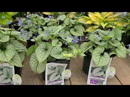 Image result for Brunnera `Jack Frost`