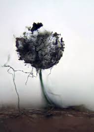 Attēlu rezultāti vaicājumam “Collaria rubens”