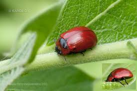 Attēlu rezultāti vaicājumam “Gonioctena viminalis”