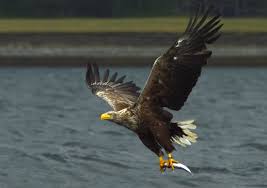 Attēlu rezultāti vaicājumam “Haliaeetus albicilla”