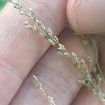 Attēlu rezultāti vaicājumam “Glyceria striata fruit”