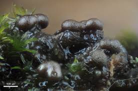 Attēlu rezultāti vaicājumam “Badhamiopsis sp.”