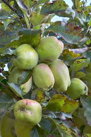 Attēlu rezultāti vaicājumam “Malus domestica”