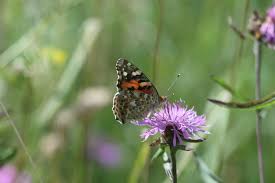 Attēlu rezultāti vaicājumam “Vanessa cardui underside”