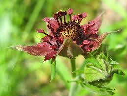 Attēlu rezultāti vaicājumam “xComagaria rosea  flower”