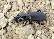 Attēlu rezultāti vaicājumam “Broscus cephalotes”