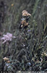 Attēlu rezultāti vaicājumam “Lophozia capitata”