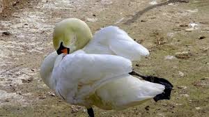 Attēlu rezultāti vaicājumam “Cygnus columbianus adult”