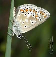 Attēlu rezultāti vaicājumam “Aricia artaxerxes”