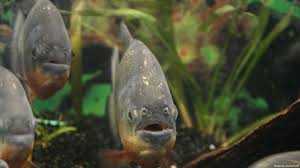 Image result for Prestatyn Piranhas