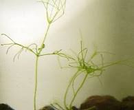 Attēlu rezultāti vaicājumam “Nitella flexilis”