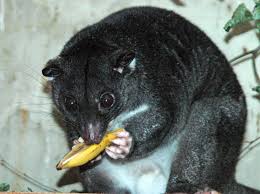 ஒரு விதமான விலங்கு  CUSCUS Ground_Cuscus_cotswoldwildlifepark