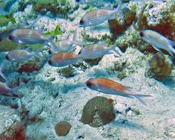 Image result for Holocentrus adscensionis