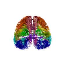 Image result for map of the brain