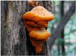 Attēlu rezultāti vaicājumam “Junghuhnia pseudozilingiana”