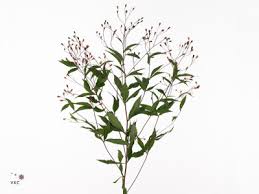 Attēlu rezultāti vaicājumam “Gillenia trifoliata flower”