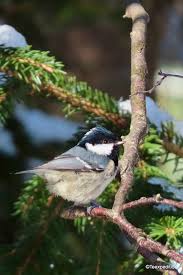 Attēlu rezultāti vaicājumam “Periparus ater adult”