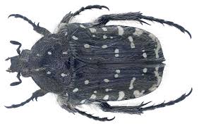 Attēlu rezultāti vaicājumam “Oxythyrea funesta”