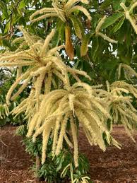 Attēlu rezultāti vaicājumam “Castanea sativa”