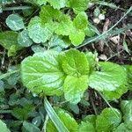 Attēlu rezultāti vaicājumam “Veronica agrestis leaf”