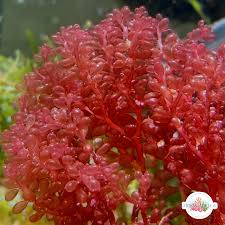 Attēlu rezultāti vaicājumam “Lycogala botrydium macro”