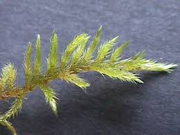 Attēlu rezultāti vaicājumam “Homalothecium sericeum”