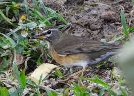 Image result for Turdus obscurus
