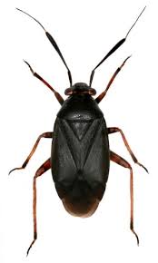 Attēlu rezultāti vaicājumam “Capsus ater imago”